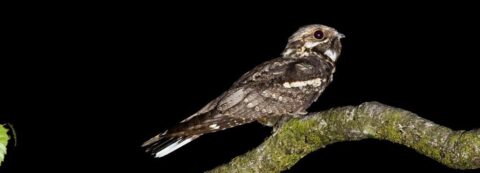 Nachtzwaluw zit op een met mos bedekte tak tegen een donkere achtergrond.