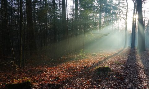 Bomenwandelroute Vught