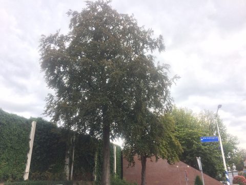 Boom naast wand met klimop en verkeersbord onder bewolkte hemel.