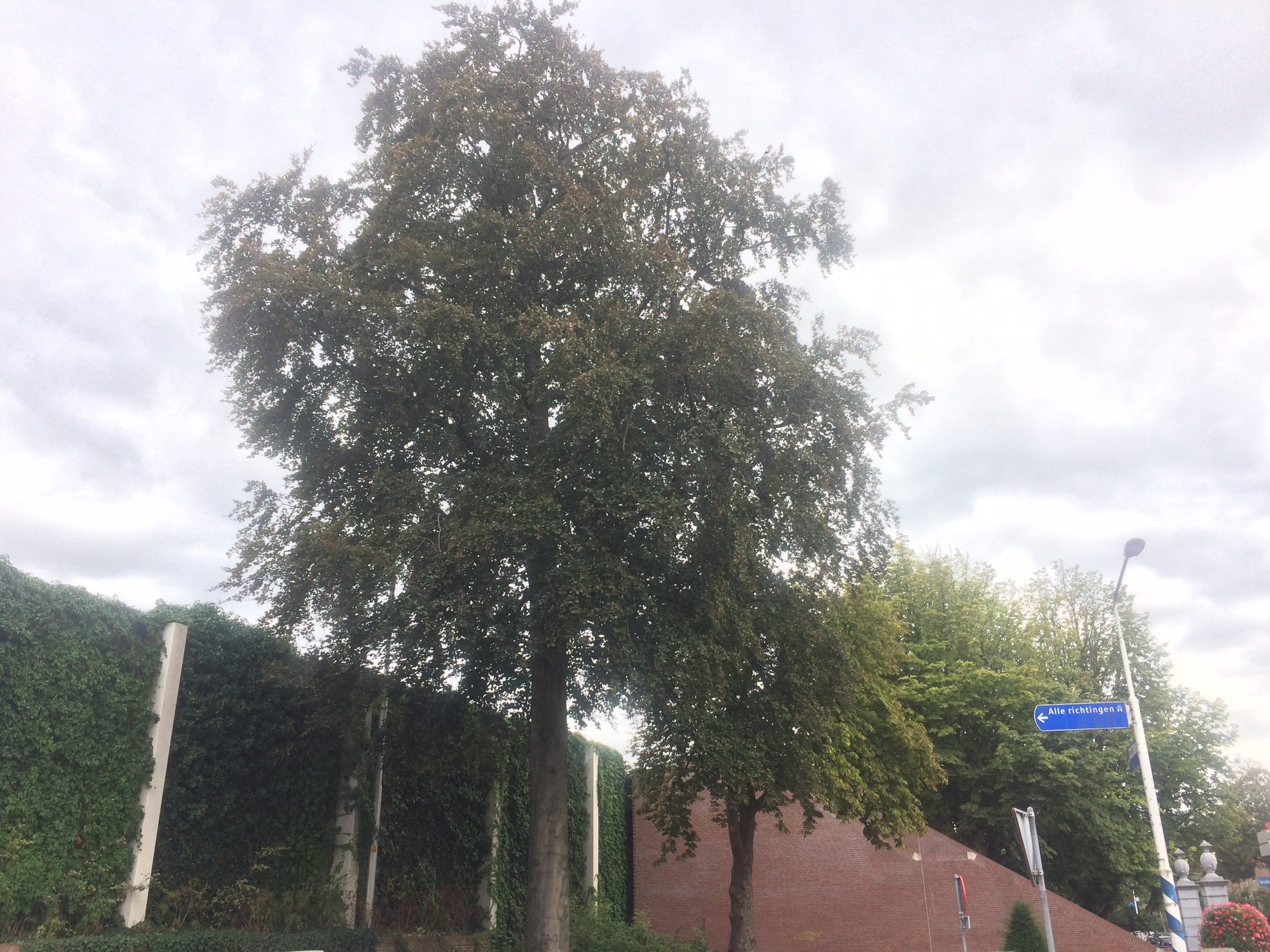 Boom naast wand met klimop en verkeersbord onder bewolkte hemel.