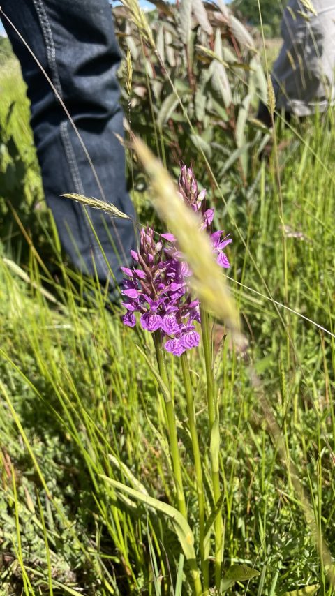 Paarse wilde orchidee tussen gras, naast jeanskleding en zonlicht op de achtergrond.