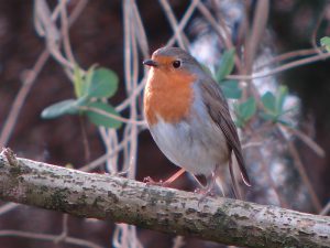 Roodborstje zittend op tak met groen, tegen een wazige achtergrond.