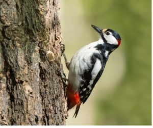 Specht met zwart-wit veren en rode kop hakt in boomschors in groene achtergrond.