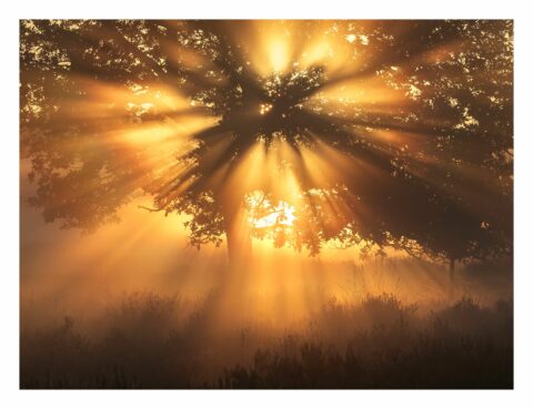 Zonnestralen schijnen door bladeren van een boom in een mistig landschap.