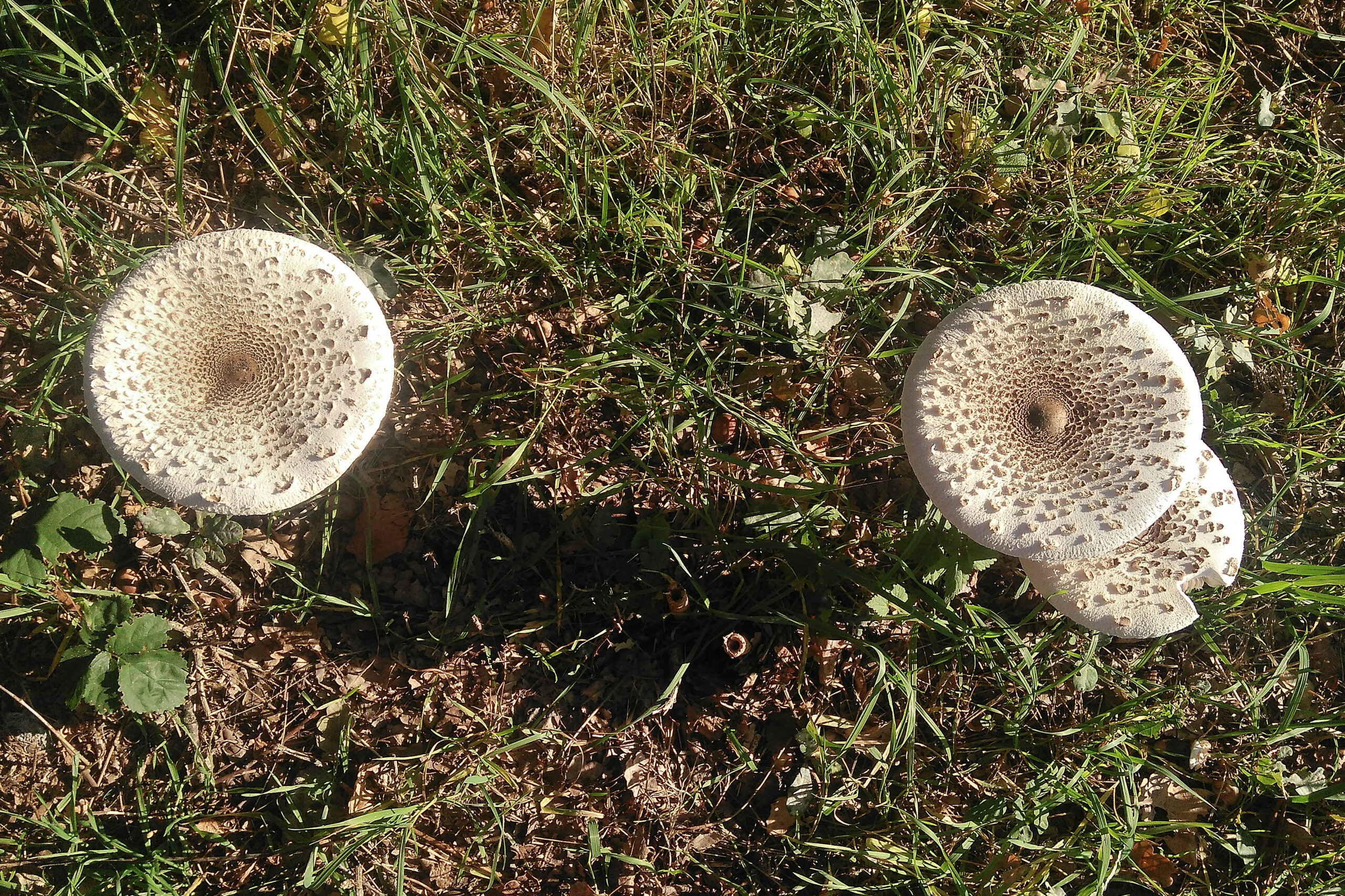 Twee grote paddenstoelen met bruine schubben groeien in gras en aarde.