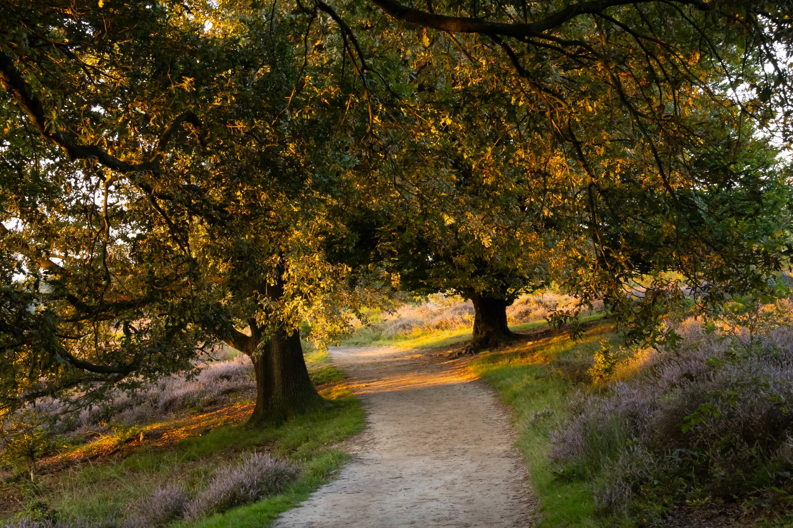 Bosrijk pad met bomen en paarse heide, verlicht door warm zonlicht.