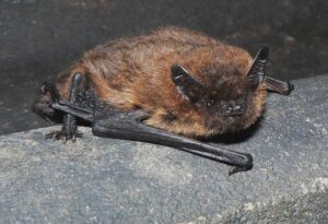 Een kleine vleermuis zit op een steen, met glanzende, donkere ogen en bruine vacht.