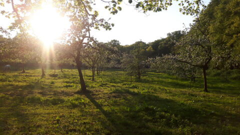 Boomgaard in zonlicht met bloeiende bomen en grazende paarden in de schaduw.