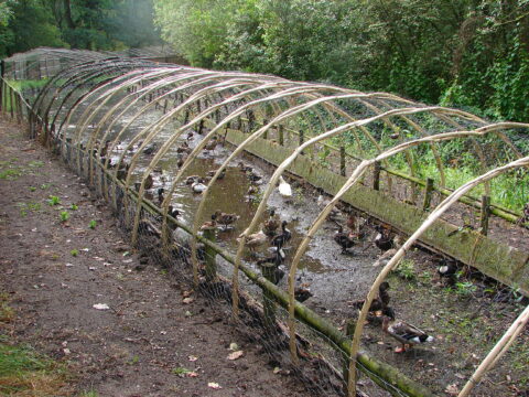 Eenden in een omheind watergebied met gebogen takken, omgeven door groen bos.