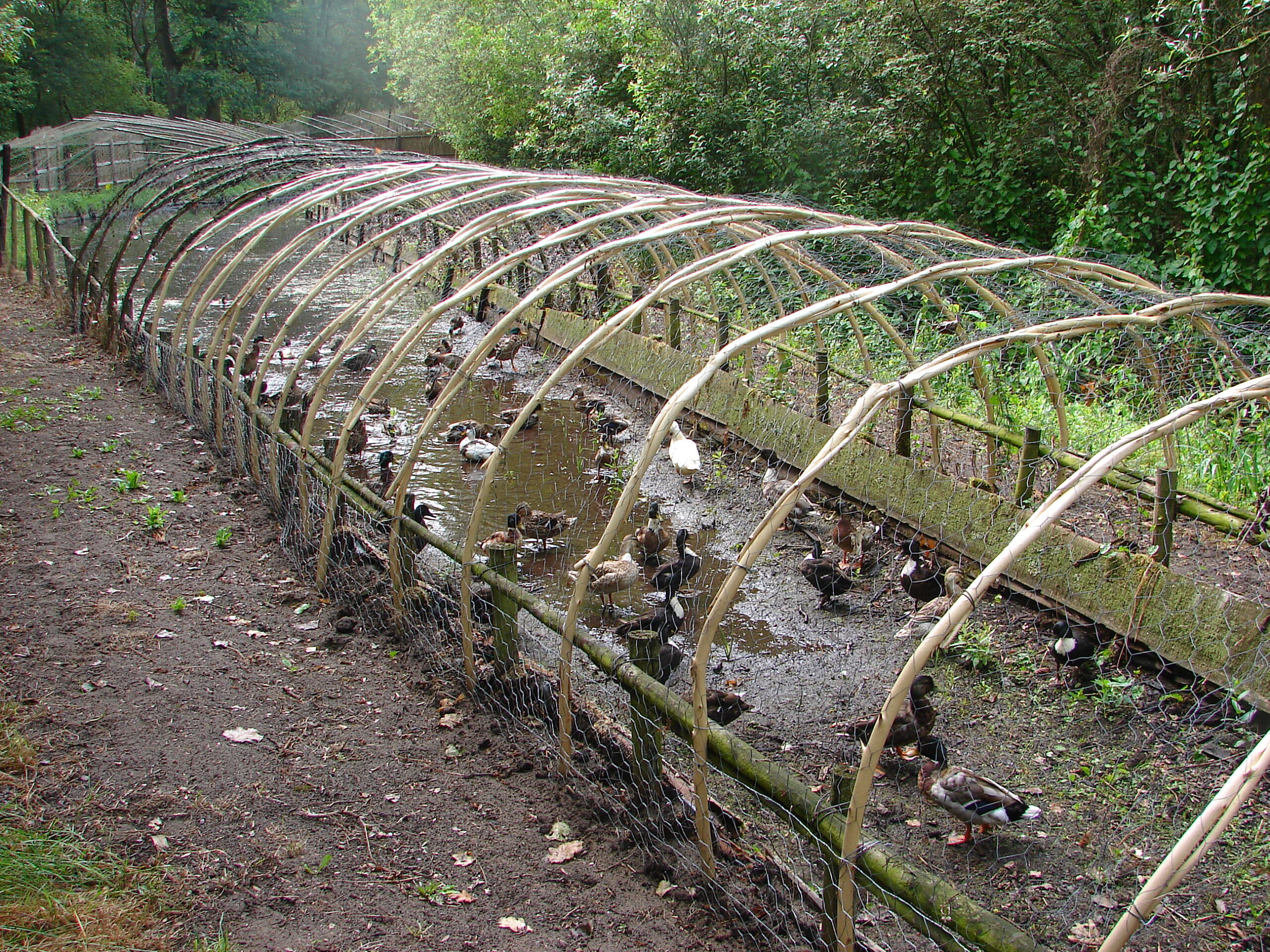 Eenden in een omheind watergebied met gebogen takken, omgeven door groen bos.
