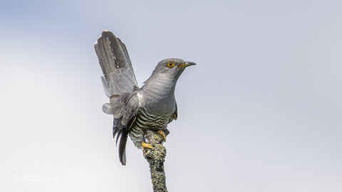 Grijze koekoek op tak tegen een heldere lucht, met grote, opvallende ogen.