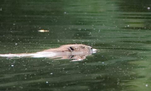 Een bever zwemt rustig in een groene vijver, met zijn kop net boven het wateroppervlak.