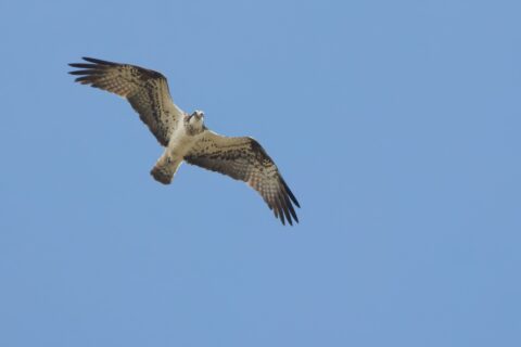 Een visarend vliegt in een heldere blauwe lucht met gespreide vleugels.