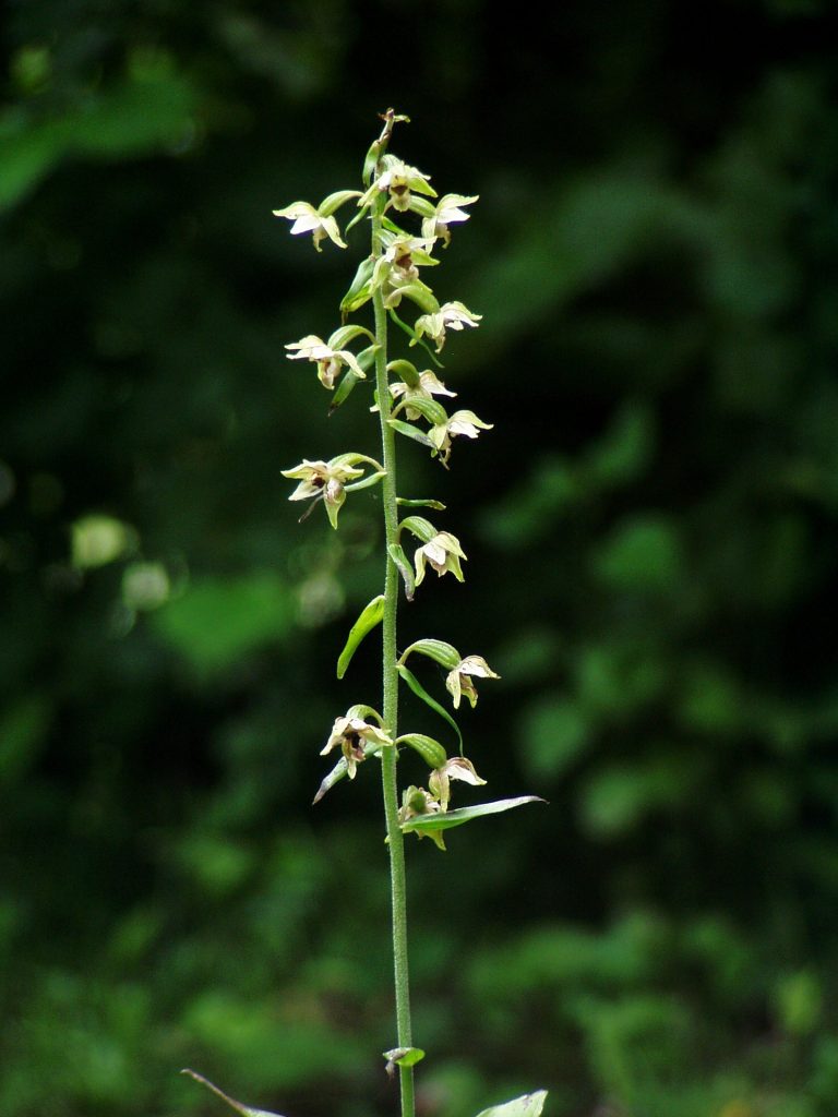 Breedbladige wespenorchis