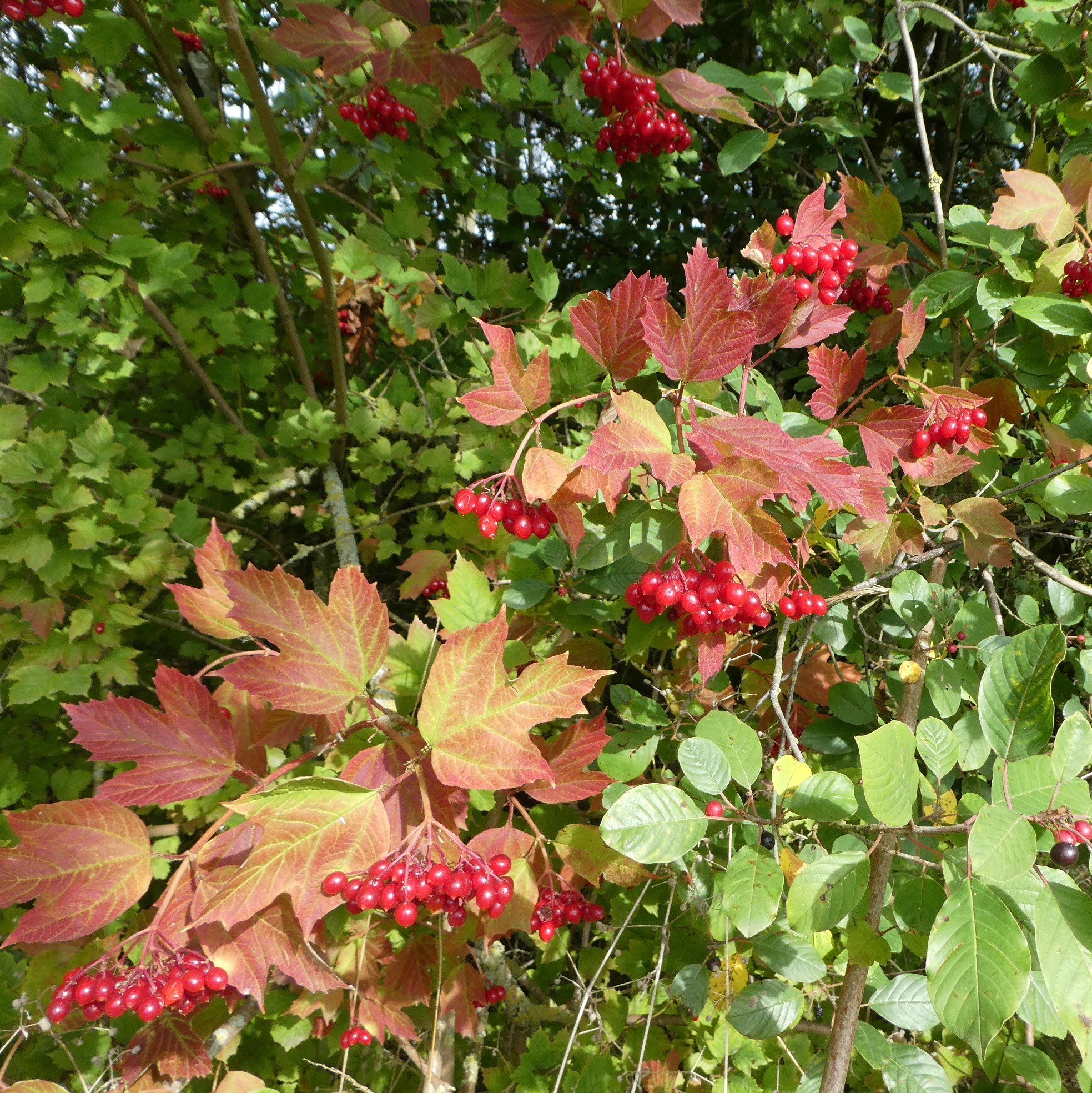 Rode bessen en rood-groene bladeren in een dichte struik.