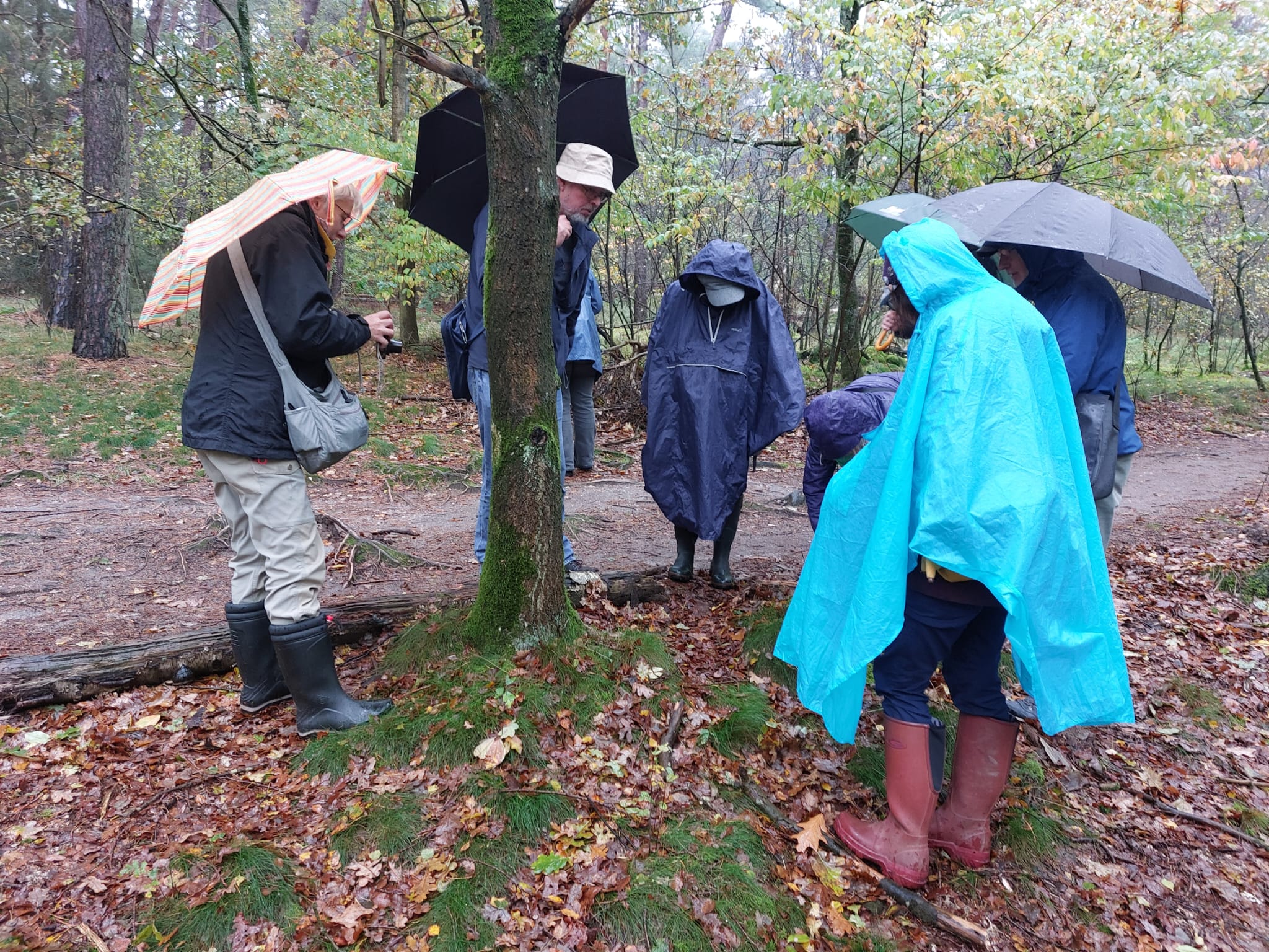 Mensen in regenponcho's en met paraplu's observeren iets in een bos tijdens regenachtig weer.