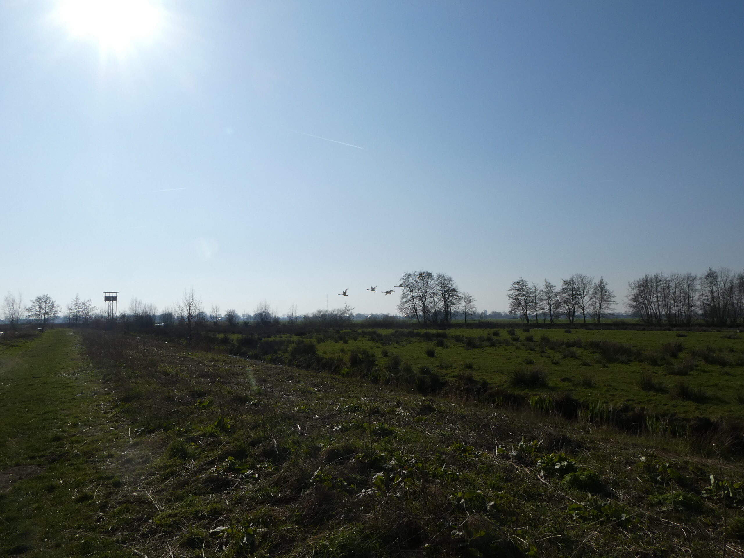 Zonnige dag in een open veld met kale bomen, een uitkijktoren en vogels in de lucht.