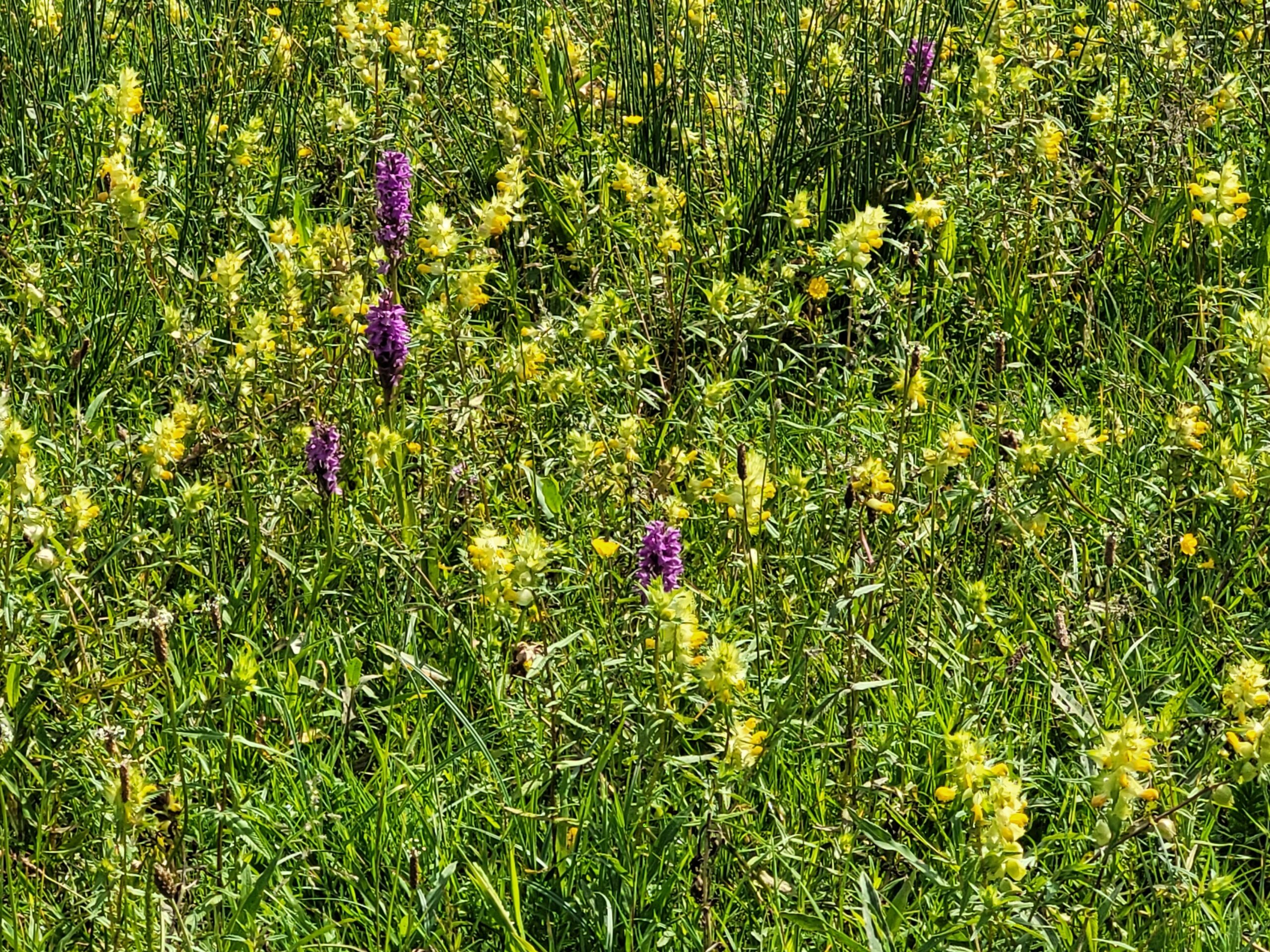 Veld vol groene planten met paarse en gele bloemen in bloei.