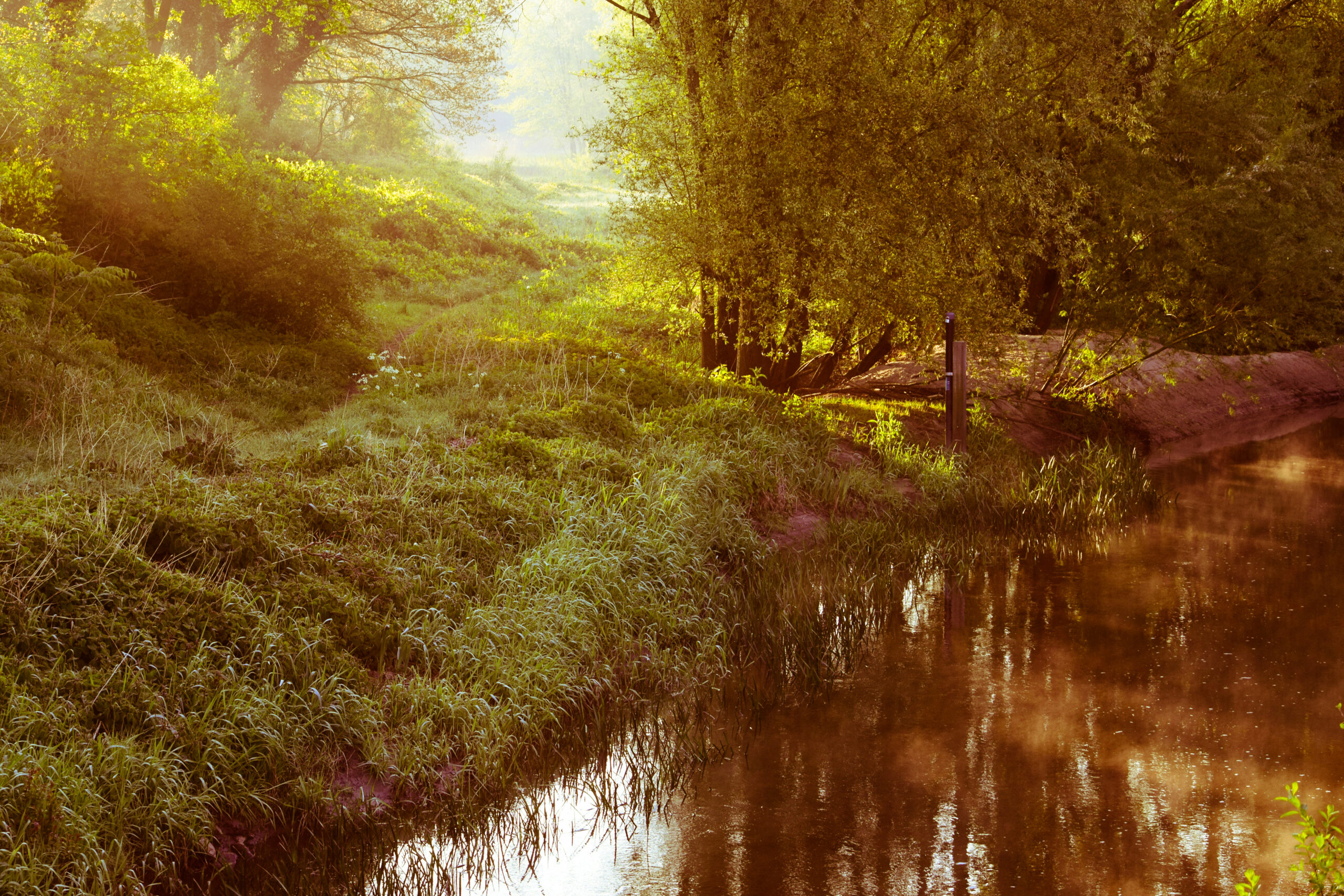 Bosrijke omgeving met ochtendzon die een beekje en groen gras verlicht.
