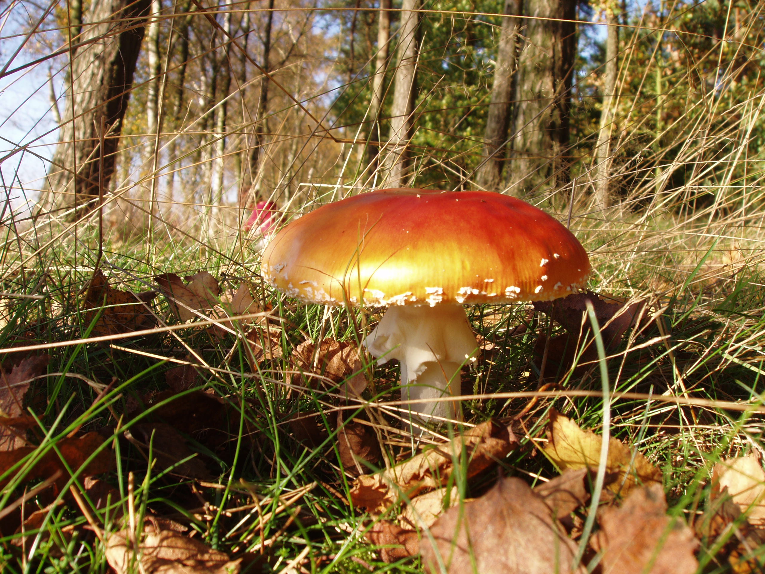 Rode paddenstoel met witte stippen in bos, omringd door grassprieten en herfstbladeren.