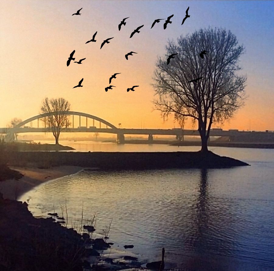 Zonsopgang over rivier, brug en bomen met overvliegende vogels.