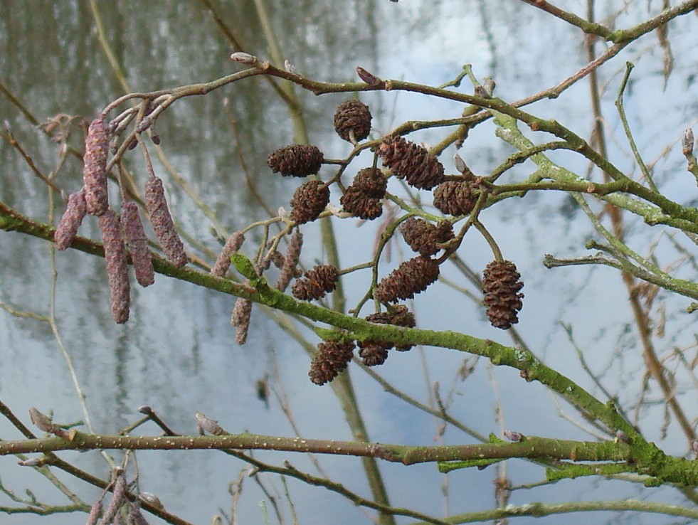Takken van een boom met katjes en kegels, weerspiegeld in een wateroppervlak.
