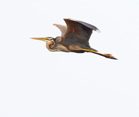 Reiger vliegt met uitgestrekte vleugels tegen een grijze hemel.