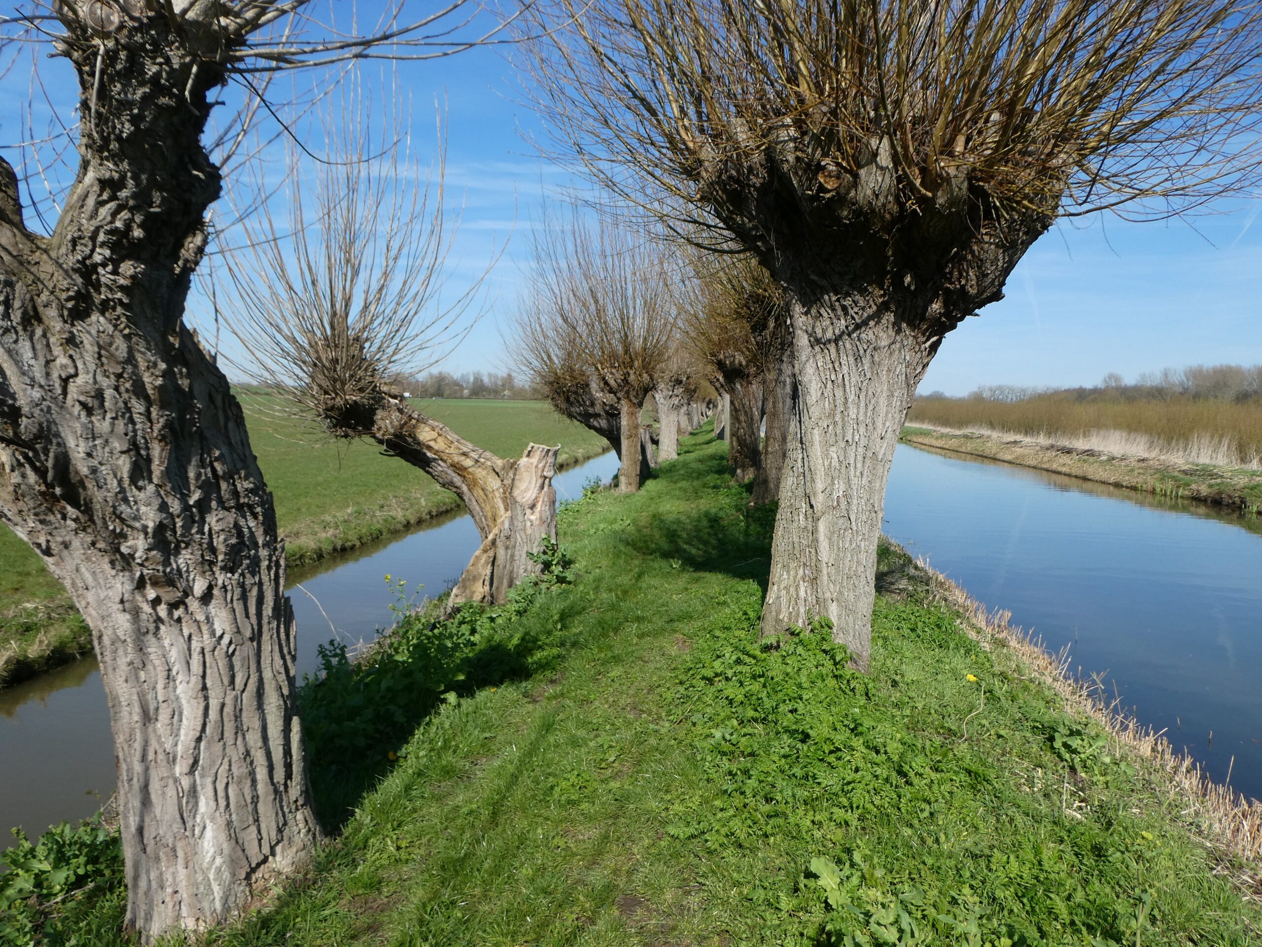 Rij knotwilgen langs een smal pad, naast een kanaal onder een blauwe lucht.