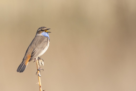 Vogels Arkemheen IVN-Nijkerk Blauwborst