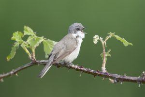 Vogels Arkemheen IVN-Nijkerk Braamsluiper