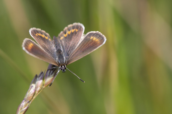 Fotowerkgroep IVN-Nijkerk Natuur Foto Heideblauwtje