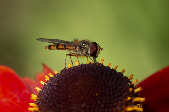 Natuurgidsen Opleiding IVN-Nijkerk IVN-Amersfoort Pyamazweefvlieg