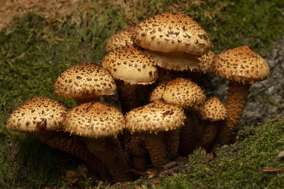 Fotowerkgroep IVN-Nijkerk Natuur Foto Schubbige bundelzwammen