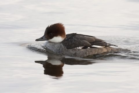 Een eend met bruin hoofd zwemt in rustig water, weerspiegeld door het oppervlak.