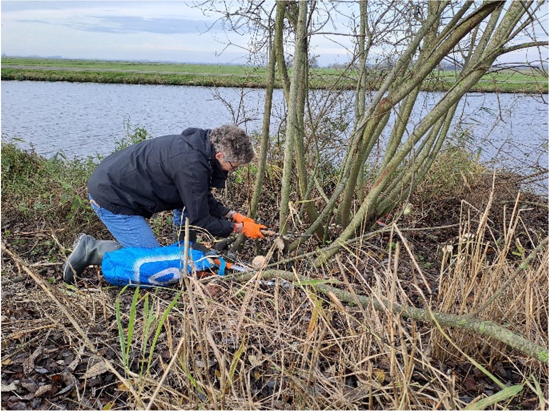 Persoon snoeit takken aan de oever van een waterlichaam, omgeven door gras en struiken.