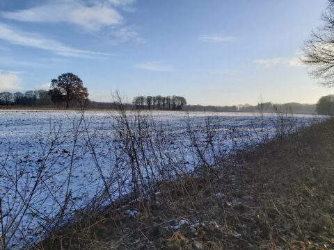 Besneeuwd veld met kale bomen onder blauwe hemel en zachte ochtendzon.