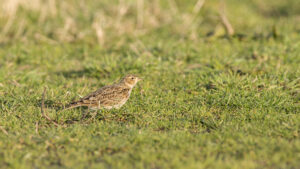 Bruine veldleeuwerik op grasveld, kijkend naar links met wazige achtergrond.