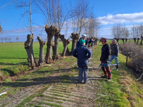 Mensen snoeien bomen in een landelijk gebied met zagen en ladders.