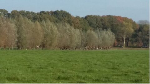Een groene weide met op de achtergrond een rij bomen in herfstkleuren.