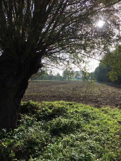 Boom bij een akker onder zonlicht, met gras en bomen op de achtergrond.