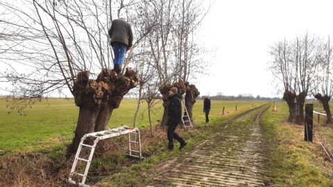 Mensen snoeien knotwilgen langs een landweg met ladders in een landelijk gebied.