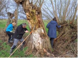 Mensen snoeien wilgenbomen in een landelijk landschap.