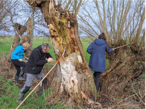 Mensen snoeien wilgenbomen in een landelijk landschap.
