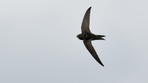 Een gierzwaluw vliegt tegen een grijze lucht op de foto.