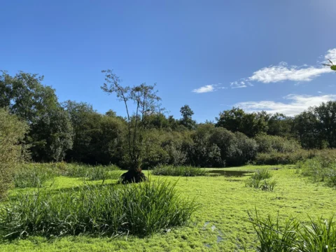Landschap met groene begroeiing, boom in het midden, heldere blauwe lucht en omringend bos.