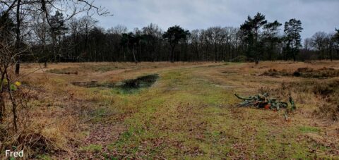 Open veld met kale bomen en plassen water, stapel gesnoeide takken rechts, bewolkte lucht.