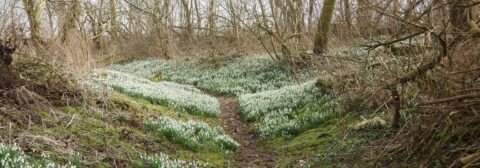 Een bospad omringd door bloeiende witte sneeuwklokjes en kale bomen in de lente.