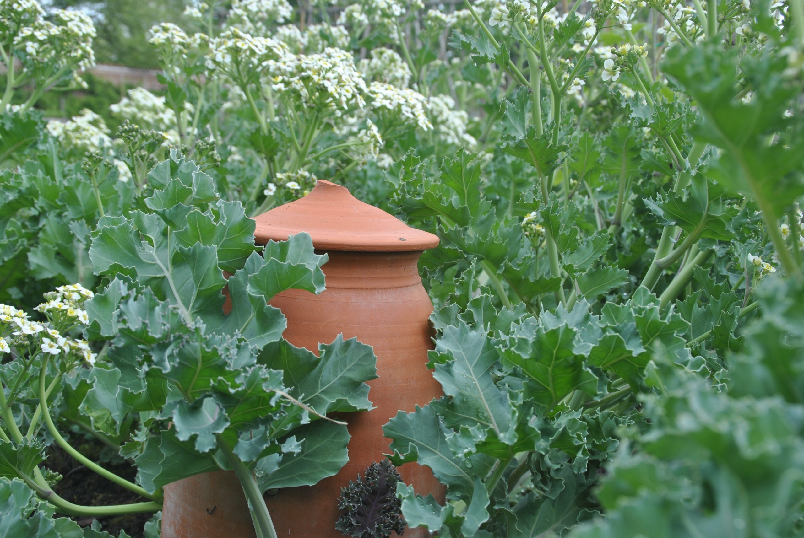 Terracotta pot omringd door groene bladeren en witte bloemen in een tuin.