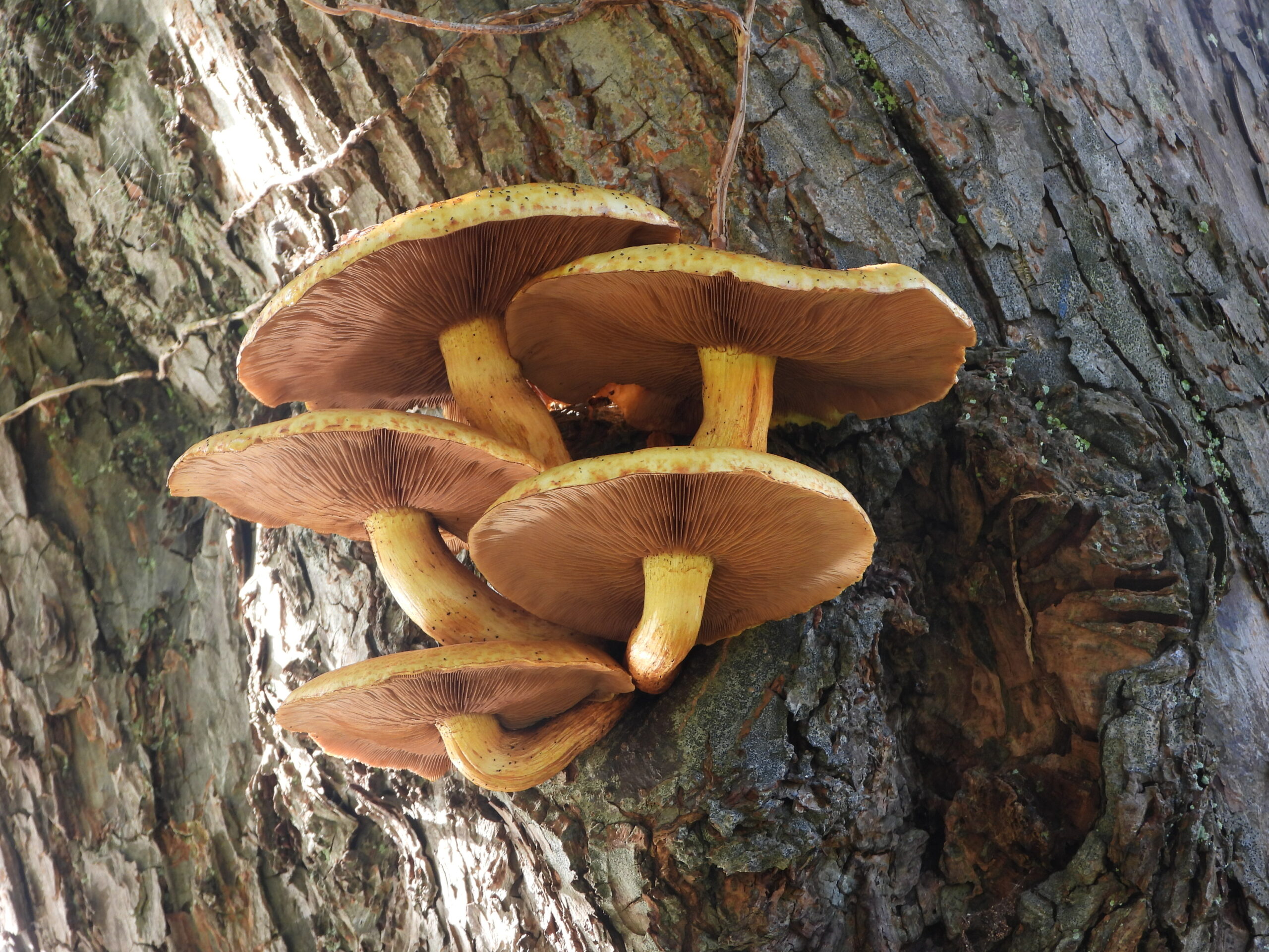 Paddestoelen groeien op een boomstam met zonlicht eromheen.
