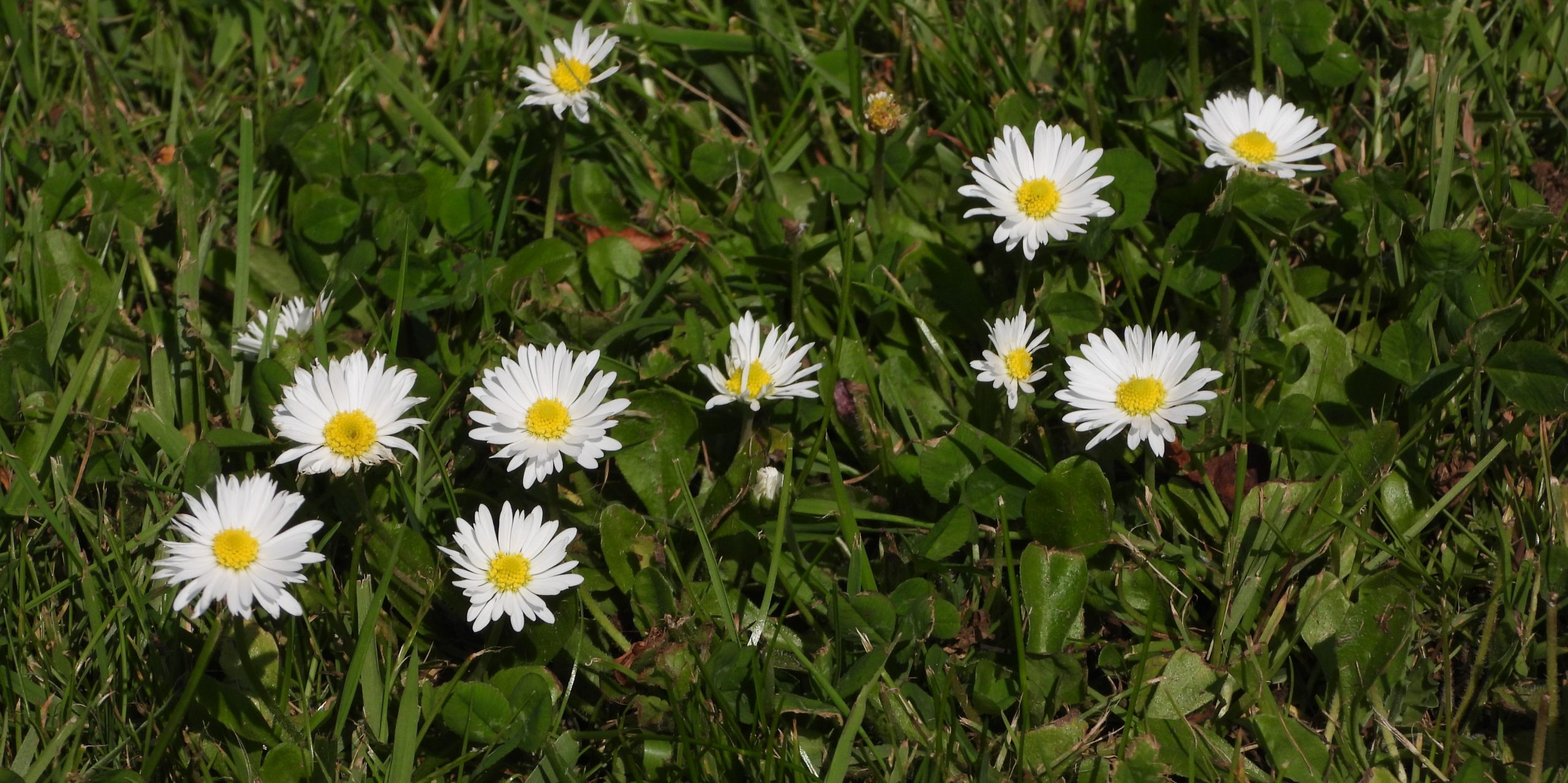 Witte margrietjes in groene grasachtige ondergrond bloeiend in zonlicht.